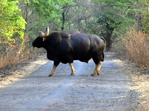 Dajipur Wildlife Sanctuary (Kolhapur): Stay in Standard Room, Jungle Safari, Sightseeing & MORE!