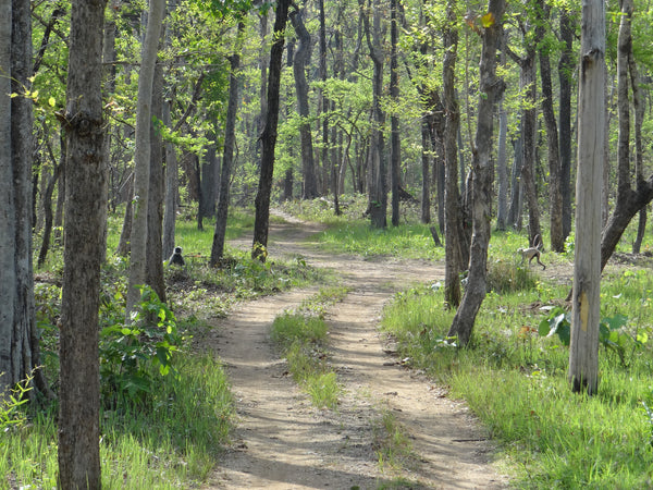 Nagzira : 3 Nights Stay in Jungle, 6 Jungle Safaris in Open Gypsy with Experience Guide, Breakfast & More!