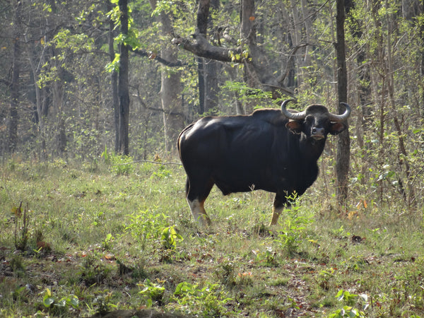 Nagzira : 3 Nights Stay in Jungle, 6 Jungle Safaris in Open Gypsy with Experience Guide, Breakfast & More!