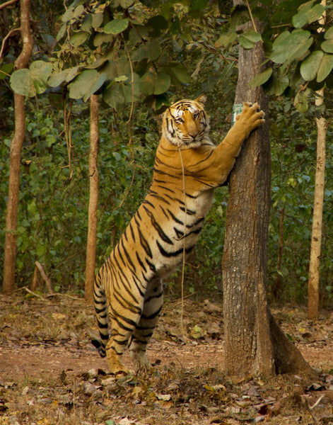 Nagzira : 3 Nights Stay in Jungle, 6 Jungle Safaris in Open Gypsy with Experience Guide, Breakfast & More!