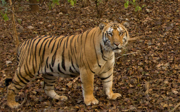 Nagzira : 3 Nights Stay in Jungle, 6 Jungle Safaris in Open Gypsy with Experience Guide, Breakfast & More!