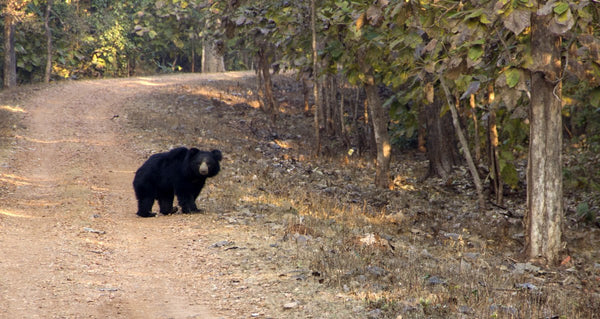 Nagzira : 3 Nights Stay in Jungle, 6 Jungle Safaris in Open Gypsy with Experience Guide, Breakfast & More!