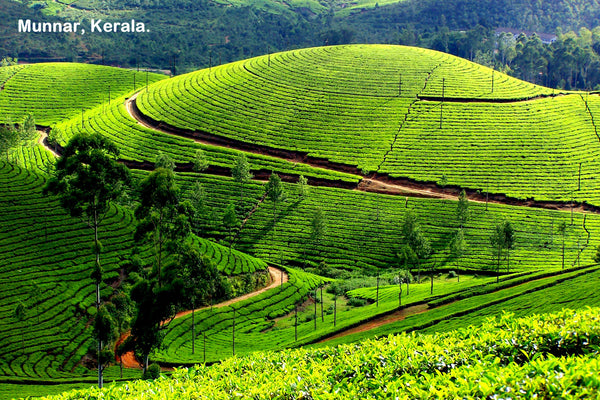Kerala Honeymoon special (Leisurely 6N/7D): Stay in 3 Star Hotels + 2 Nights in Munnar + 2 Nights in Thekkady + 1Night stay in AC Deluxe Houseboat at Alleppey (Kerala Backwaters) + 1 Night in Cochin & More!