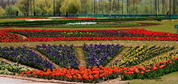 Kashmir Houseboat (2 nights / 3 days) - Stay in premium houseboat & Srinagar sightseeing.