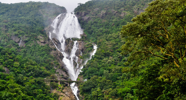 Adventure Jeep Safari to Dudhsagar Waterfall (Goa): Stay in Deluxe Eco-cottage with All Meals (Veg/Non-Veg), Dudhsagar Visit via Bhagwan Mahaveer Sanctuary & Crossing 3 Rivers, Barbecue, Fish Pedicure, Campfire & More!