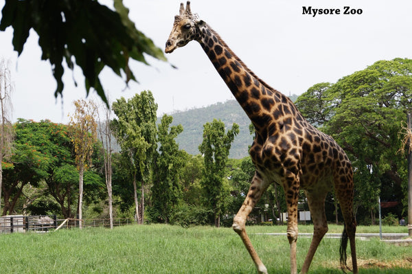 Ooty (queen of hill stations):- 4Nights / 5Days: Stay in 3 Star Hotel + Ooty-Coonoor Sightseeing  & More!