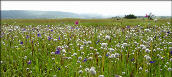 Kas Pathar (valley of flowers):-Stay in Standard Room, All Meals,visit to kas pathar with experienced guide & more!