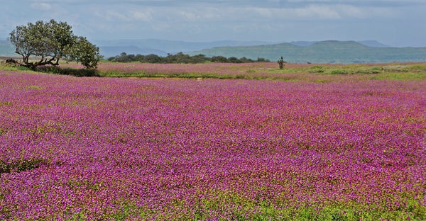 Kas Pathar (valley of flowers):-Stay in Standard Room, All Meals,visit to kas pathar with experienced guide & more!