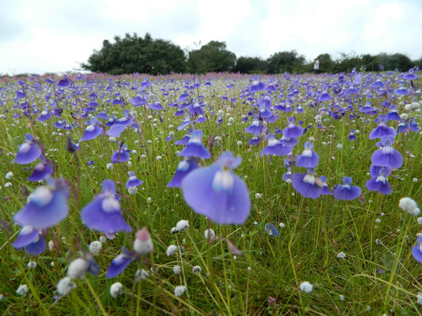 Kas Pathar (valley of flowers):-Stay in Standard Room, All Meals,visit to kas pathar with experienced guide & more!