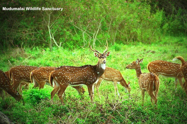 Ooty (queen of hill stations):- 4Nights / 5Days: Stay in 3 Star Hotel + Ooty-Coonoor Sightseeing  & More!